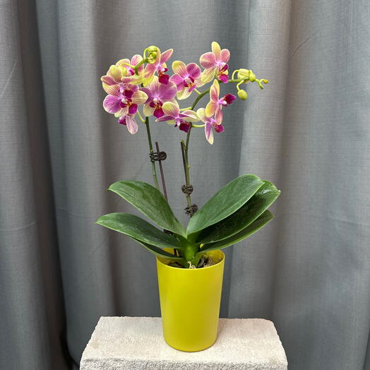 Фаленопсис ( Мини орхидея)