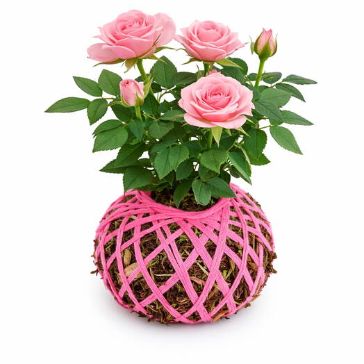 Mini rose plant - Mini rose kokedama
