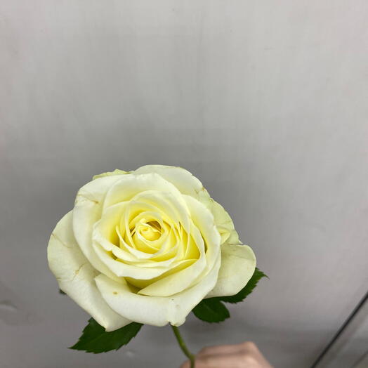 Роза белая