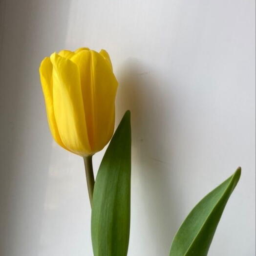 Желтый тюльпан