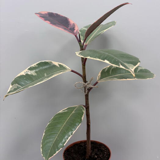 Фикус