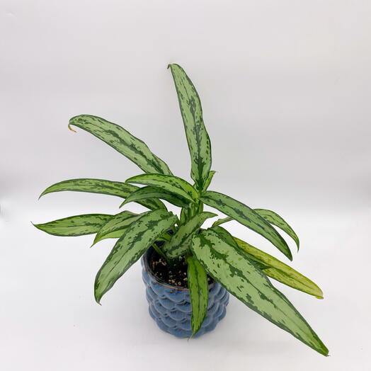 Коллекционная аглаонема в кашпо винтаж