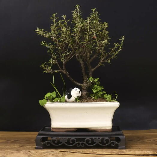 Бонсай Кизильник, 25см, 8 лет