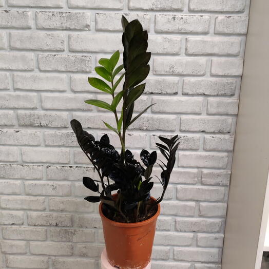 Комнатное растение Замиокулкас чёрный  д17