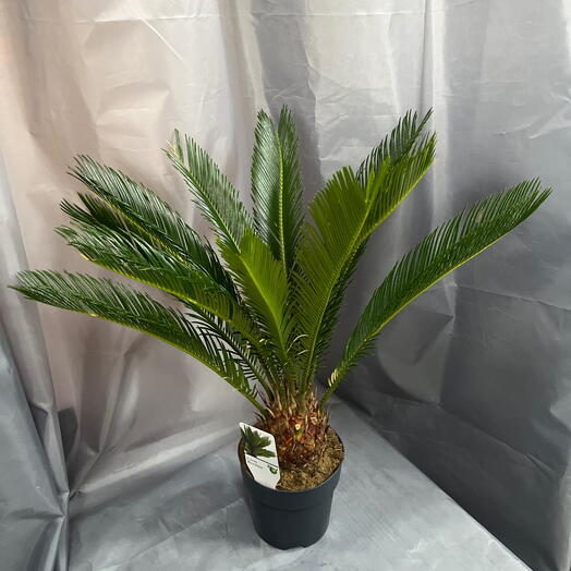 Цикас Революта