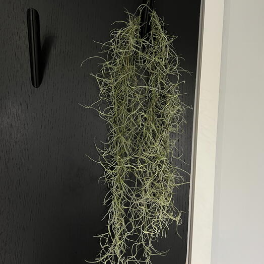 Комнатное растение тилландсия уснеевидная