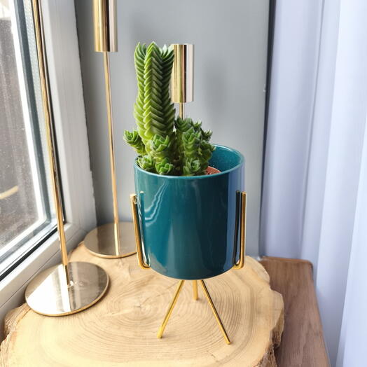 Templo De Buda Suculento