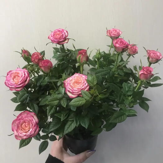 Роза кустовая двухцветная в горшке