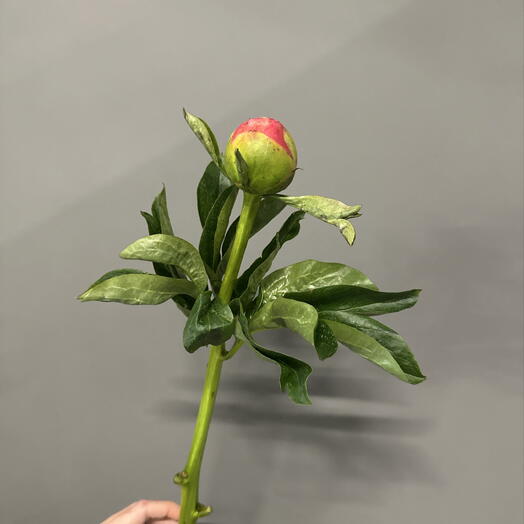 Пион корал