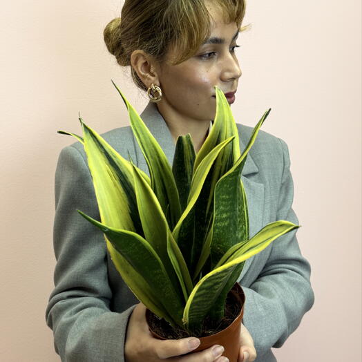 Sansevieria Black Gold