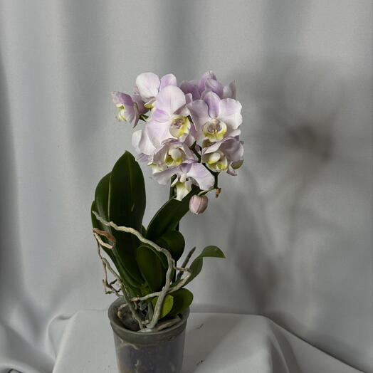 Орхидея «Эксклюзив розовая» мини / цветы Уфа