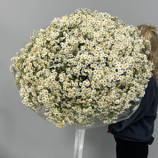 Field of daisies