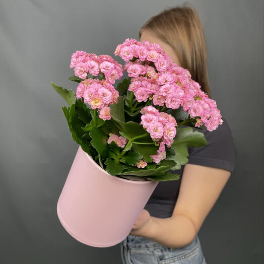 Растение Каланхое 💗 в подарочной коробке