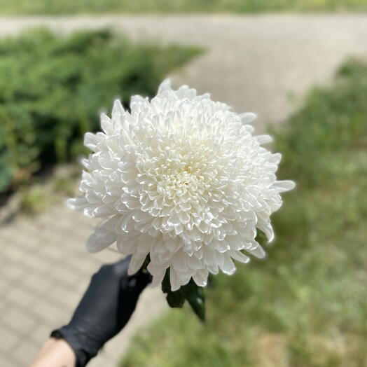 Хризантема одноголовая