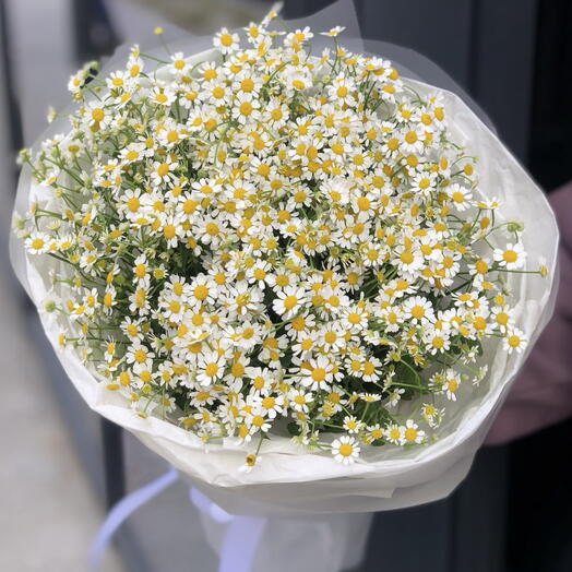 Ромашки 🌼