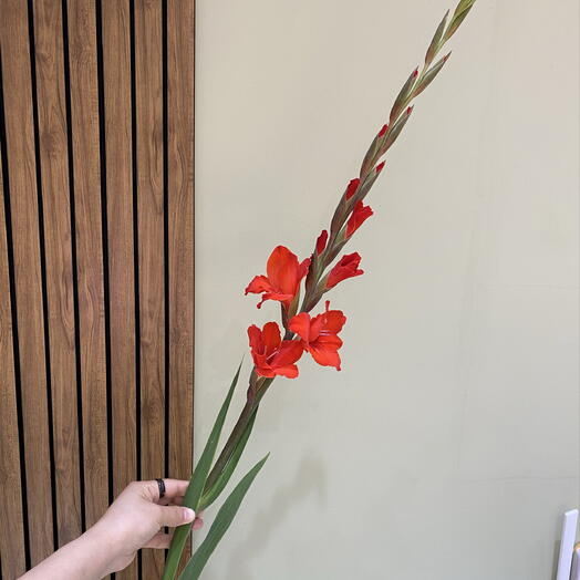 Гладиолус ️