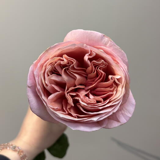 Эквадорская пионовидная роза сорта Pink Expression поштучно