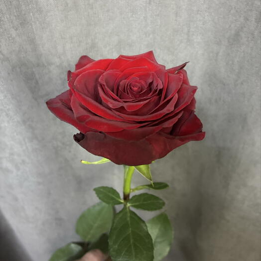 Роза 1метр 30 см
