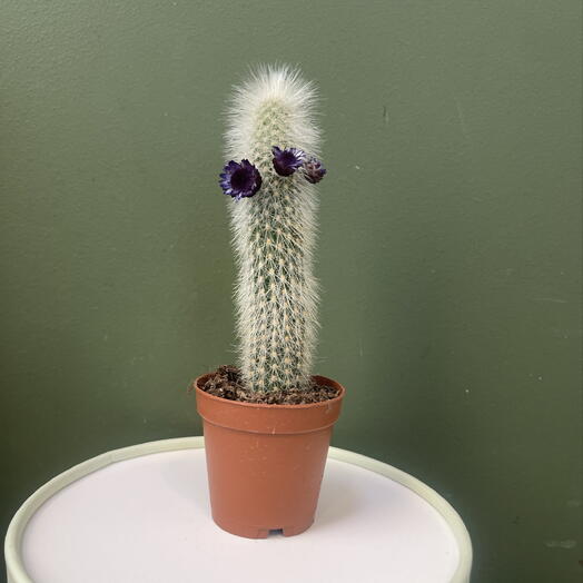 Кактус Клейстокактус Штрауса (Cleistocactus strausii) серебристый пушистый
