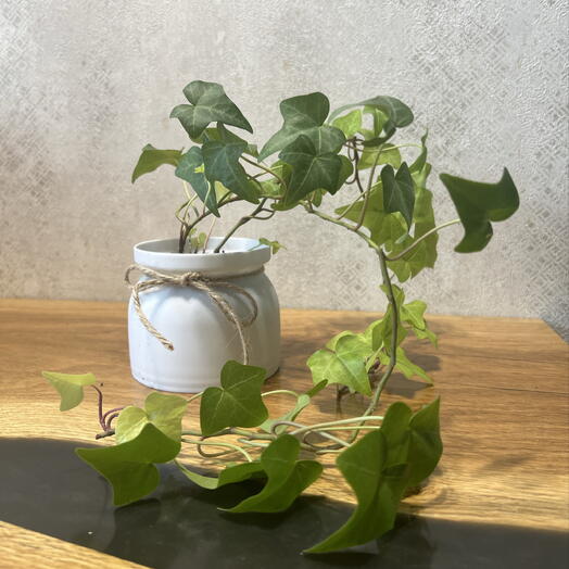Hedera (лат. Hedera) в подарочном оформлении 🌱 Больше известная как плющ