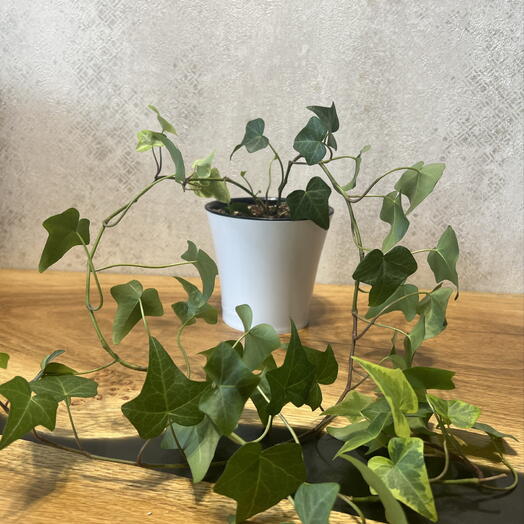 Hedera (лат. Hedera) в подарочном оформлении 🌱 Больше известная как плющ