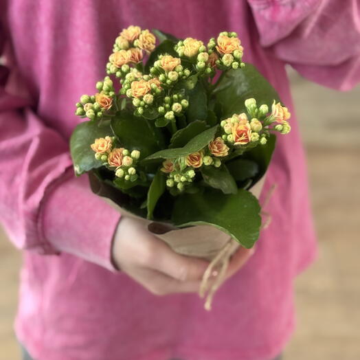 Каланхоэ персиковый