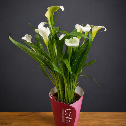 Калла «Lily white»
