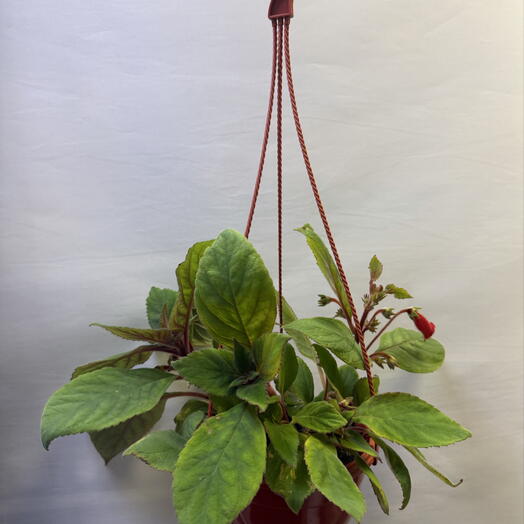 Колумнея (Columnea) — ампельное растение