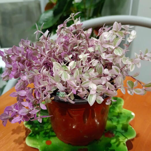 Коллизия ползучая розовая пантера
