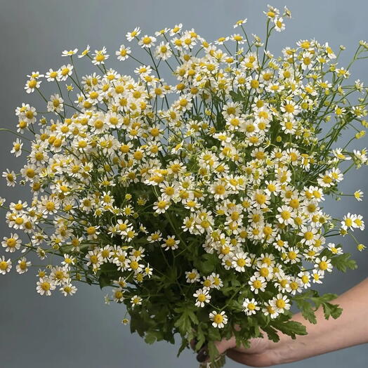 Пачка матрикария,15 шт