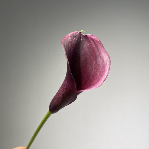 Калла бордо