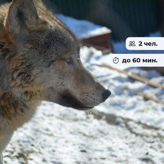 По следам Балто. Экскурсия в Сибирском зоопарке в Николе