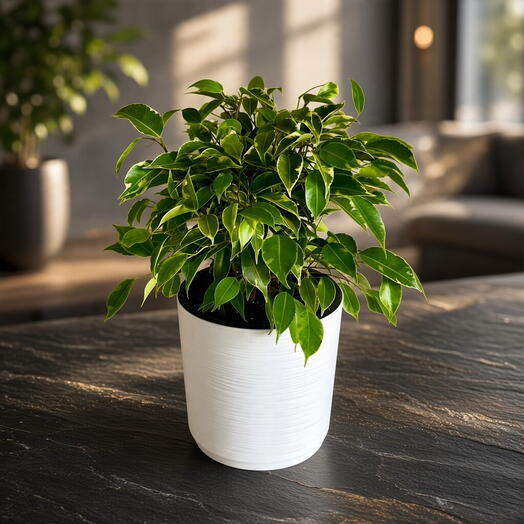 Фикус Бенджамина Кинки (Ficus Benjamina Kinky) в кашпо с автополивом 🌿