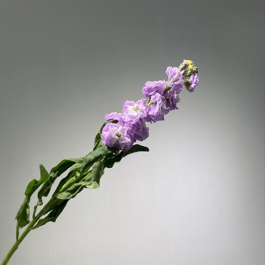 Матиолла лавандовая