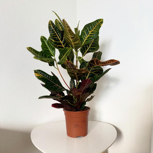 Coleus Excellent – Vibrant Indoor Plant