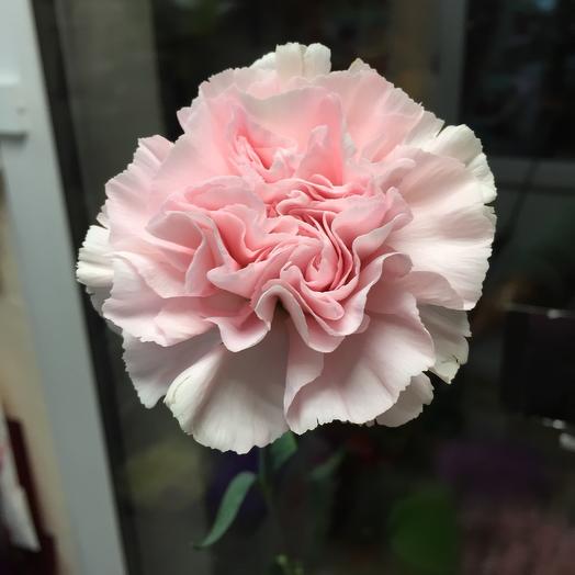 Clavel