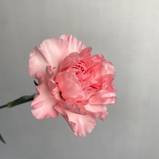 Pink Carnation for your home
