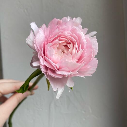 Ранункулис ( лютик)