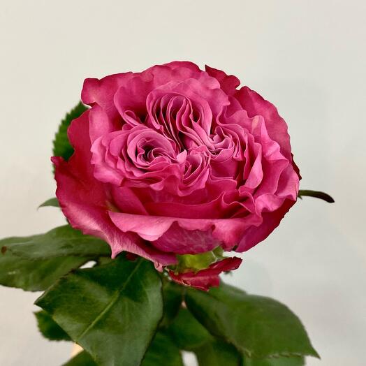 Rose Country Blue