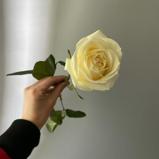 White rose Ecuador 70-80 cm
