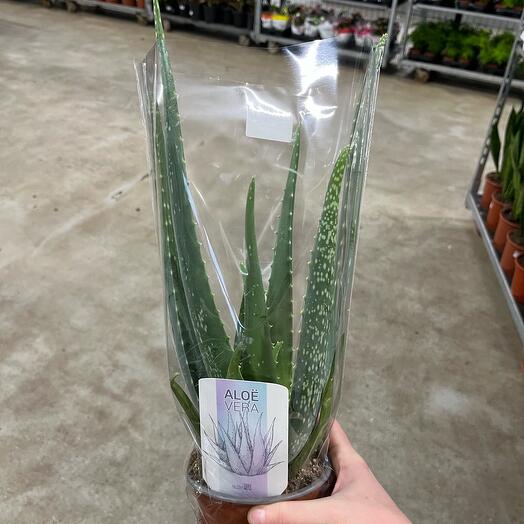 Aloe Vera