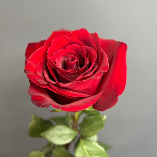 Rosa Roja Premium