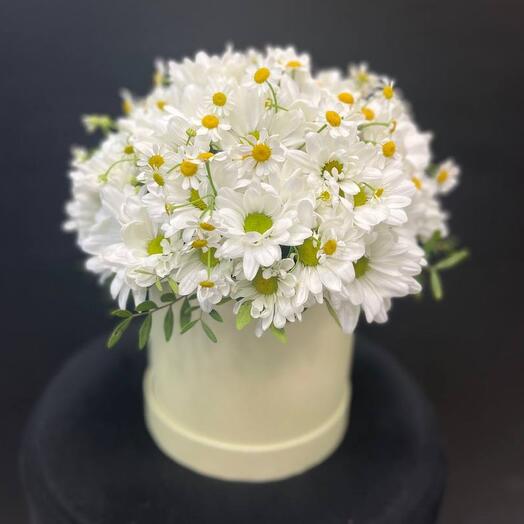 Daisies in a box