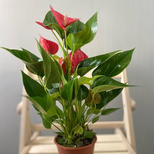 Anthurium