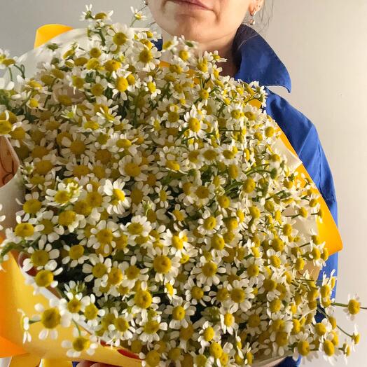 Поле ромашек