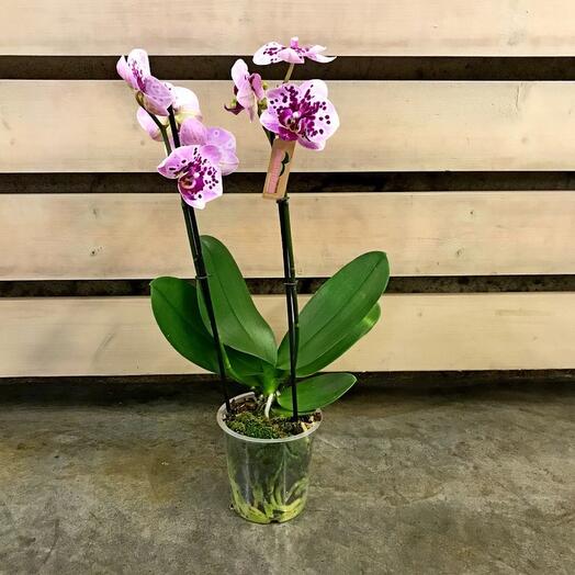 Orquídea 60 cm 2 caule