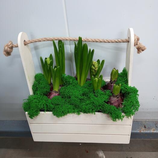 Гиацинты проросшие в ящичке со жгутом на подарок