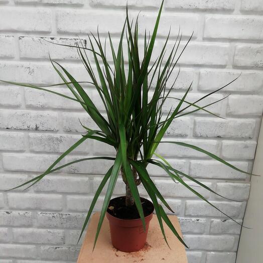 Комнатное растение Драцена д.11-12
