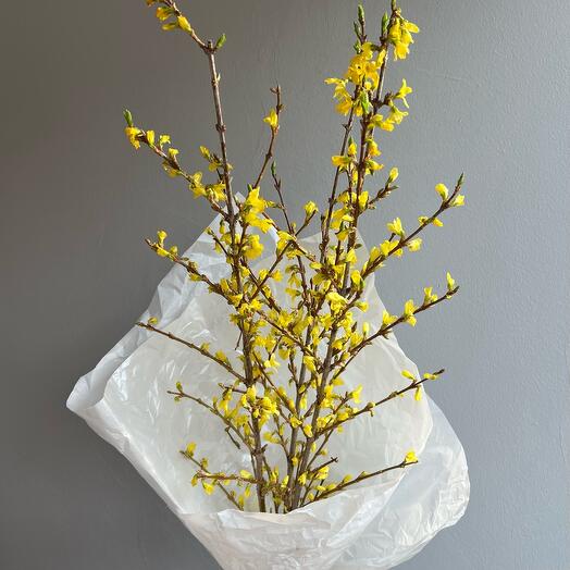 Ветки форзиции