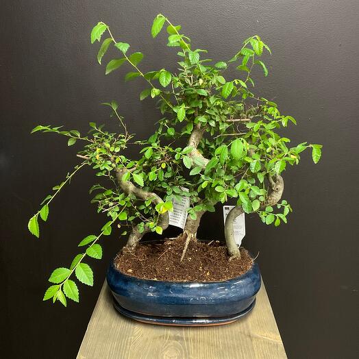 Бонсай (syzygium)
